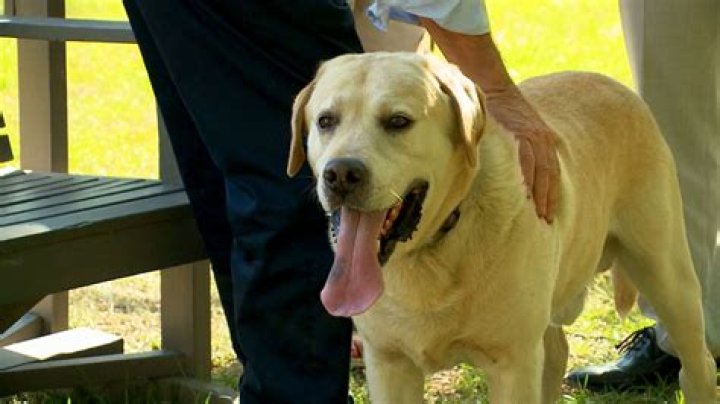 Why did Alex Murdaugh have dog kennels? Exploring how Bubba and family dogs played a role in the attorney’s conviction
